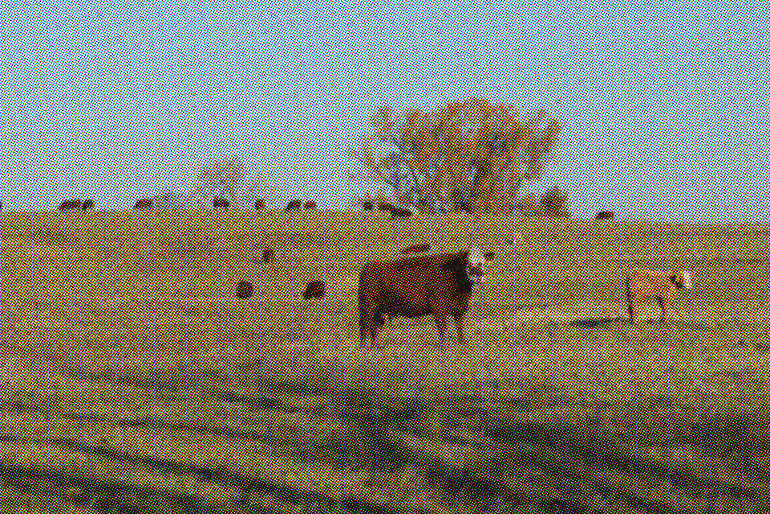 Cows on a hillside