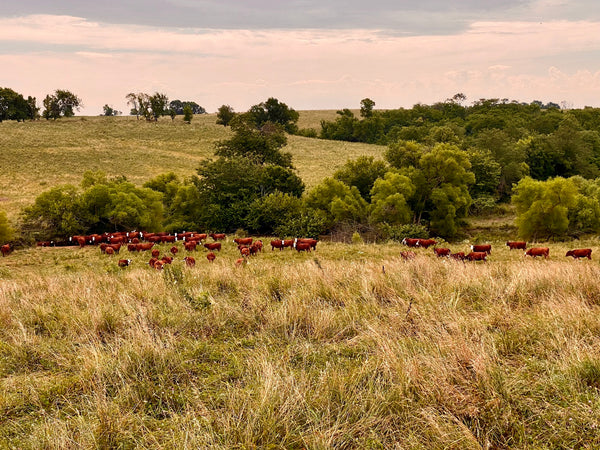 Elevate Your Plate: The Benefits of Family Farm-Raised Beef over Factory-Farmed Beef