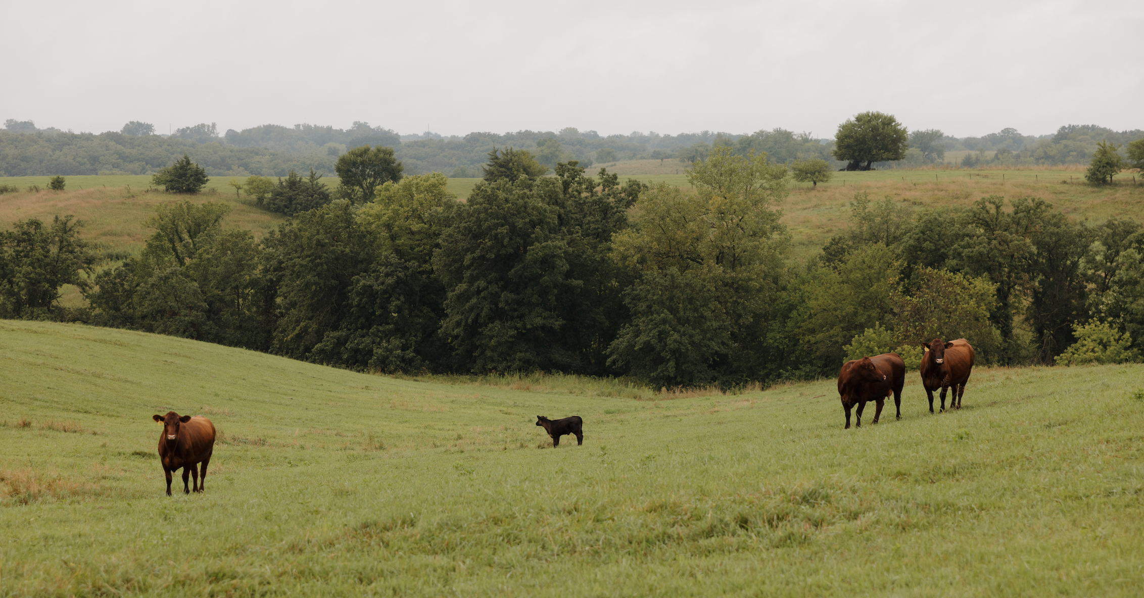 Cows in a field 