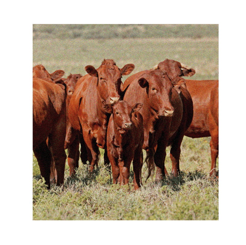 red angus grass fed cows in pasture