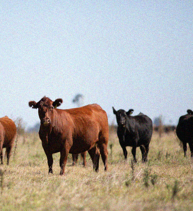 Red and black angus cattle