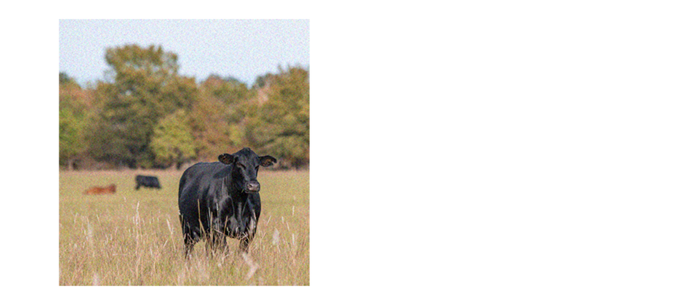 black angus cow in pasture